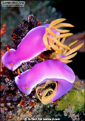 Nudibranch Hypseldoris apolegma. Photographed in the tend... by Richard And Joanne Swann 